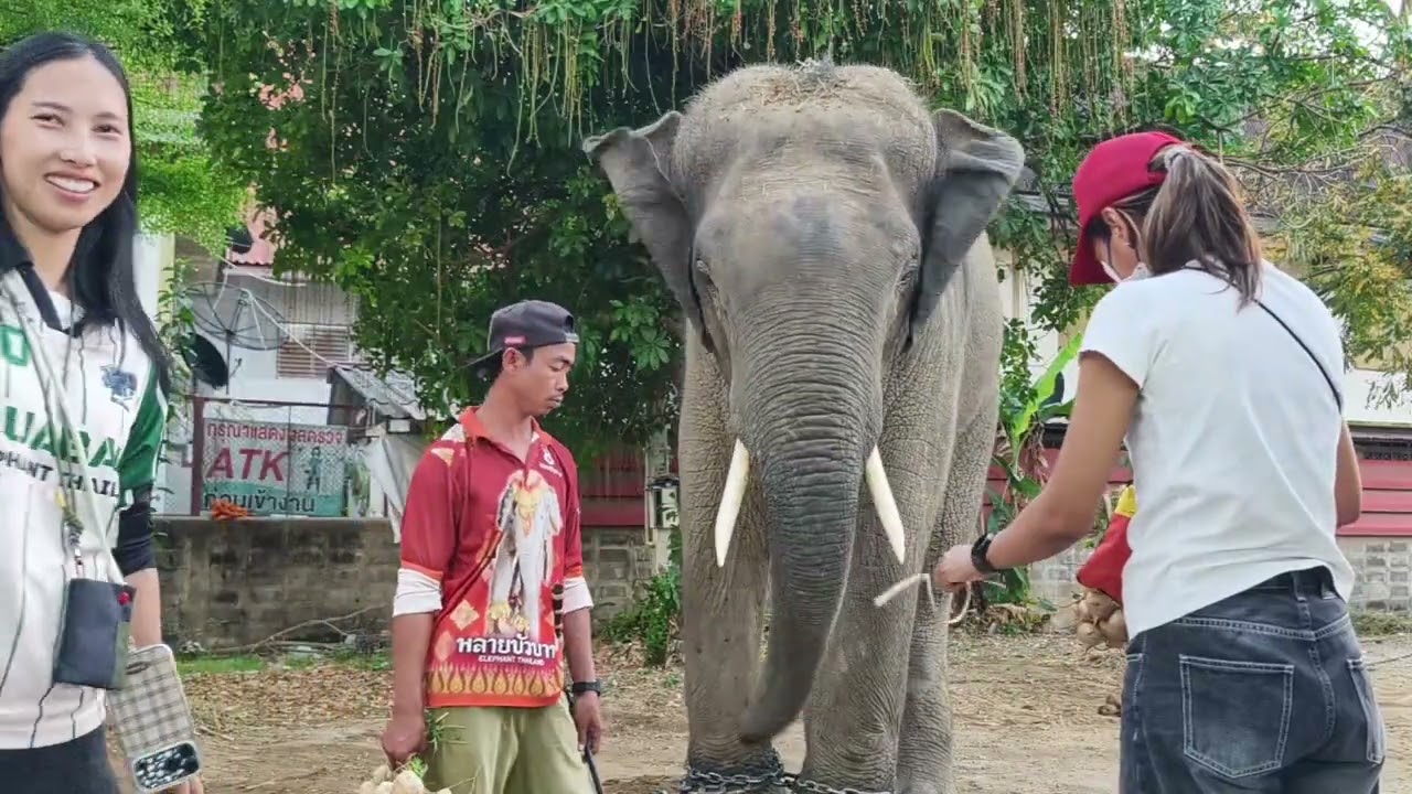 ทำเป็นแต่ไม่อยากทำ #elephant
