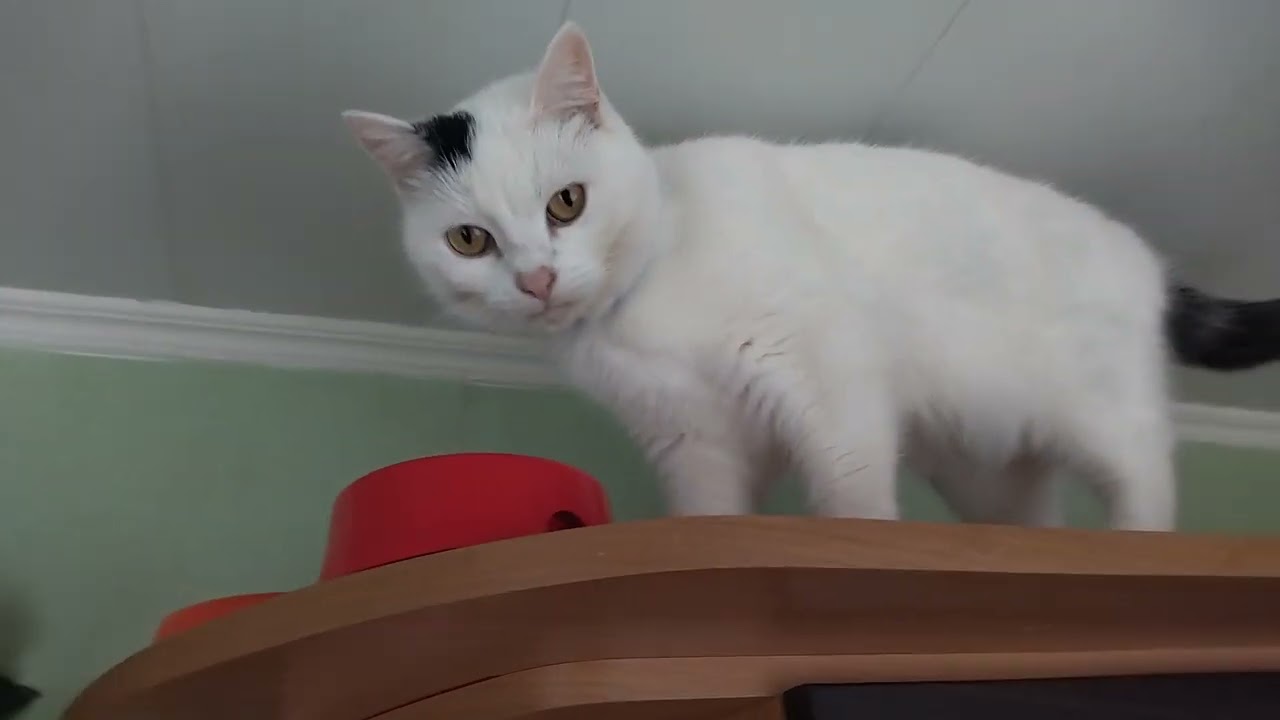 Very Gentle and Cute Tabby Cat Barsik