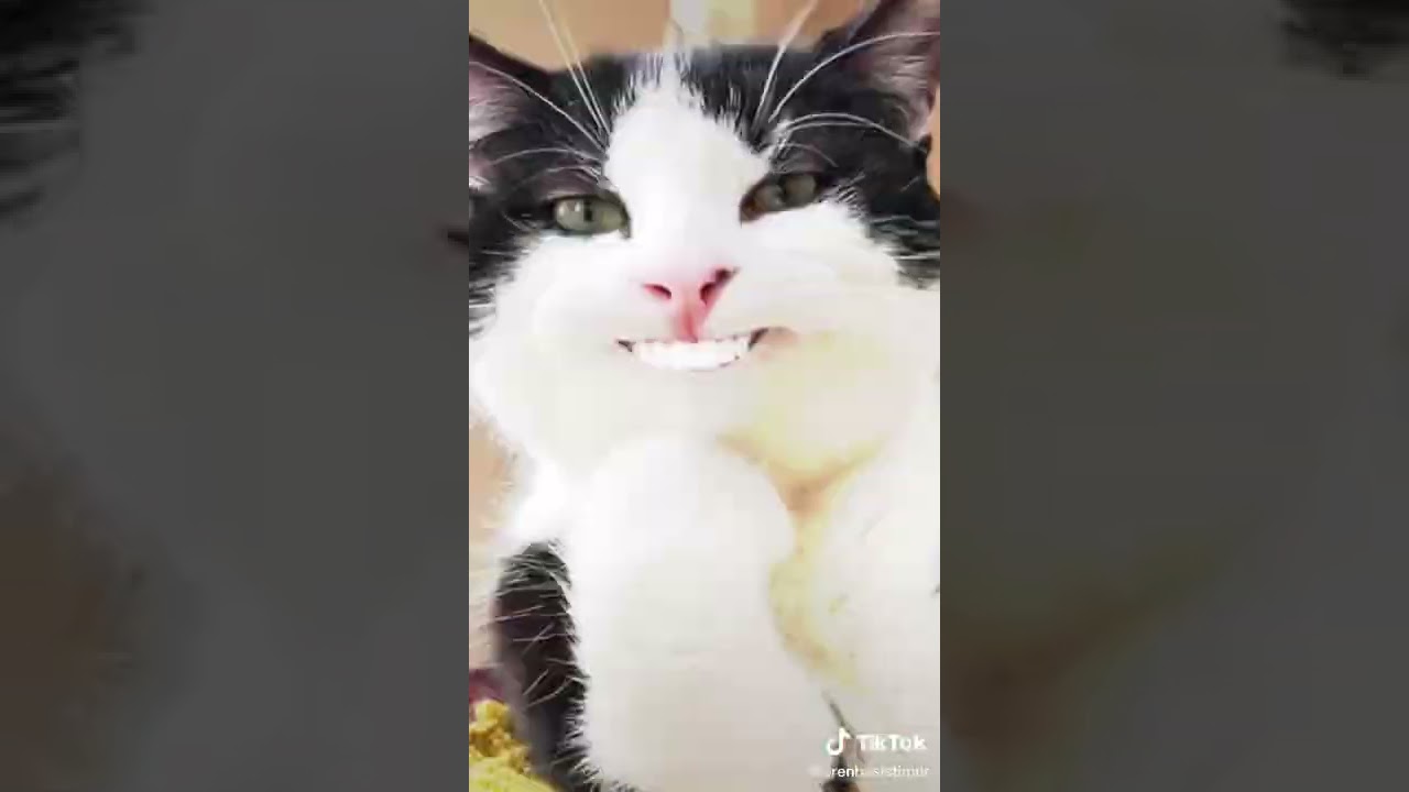 kucing 🐈 TIK TOK part 8