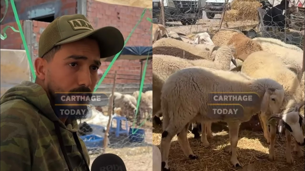 رحبة سيدي حسين : انا فلاح نعاني من شيرتي في رعاية العلوش منبيعش بالخسارة 🥩🐑🐏