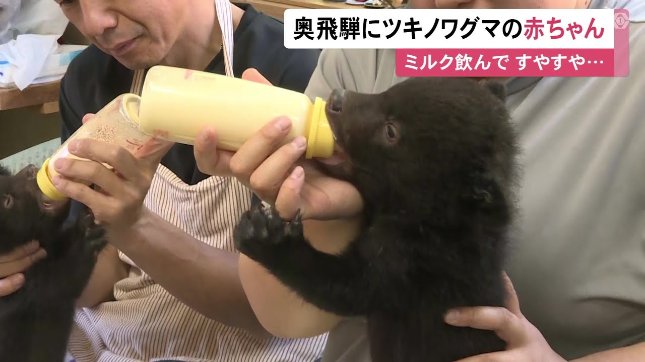 中には双子の子熊も&hellip;ニホンツキノワグマの赤ちゃん10頭がすくすく成長 岐阜県高山市の奥飛騨クマ牧場