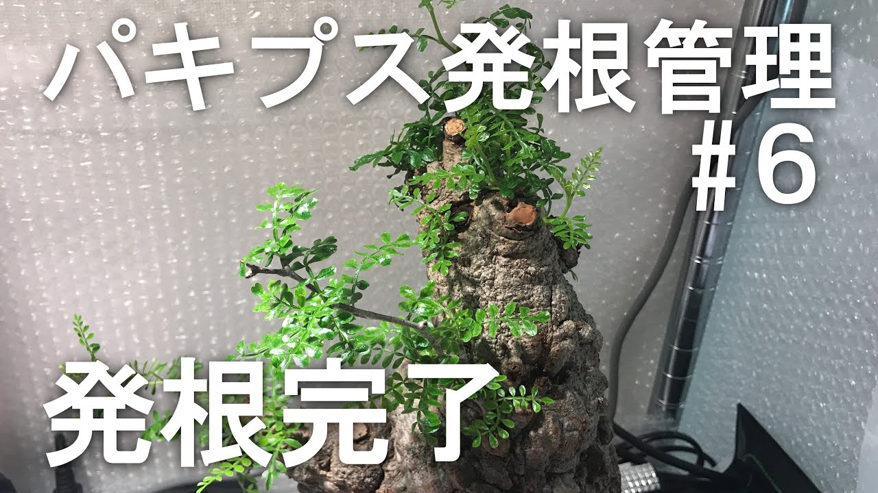 【完結】パキプス発根管理59日目 枝の剪定と発根管理をふりかえる/Operculicarya pachypus rooting management