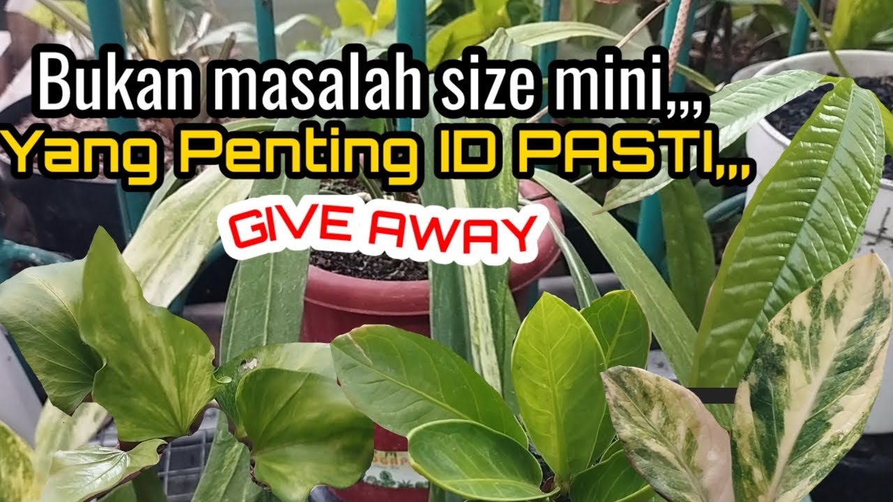 Mau Cari Anthurium Harga  ekonomisan ??Disini Tempatnya,,,Ada Give Away menarik