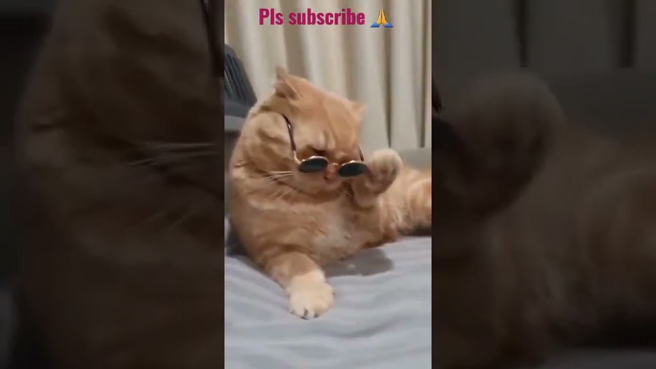 Funny Cats 