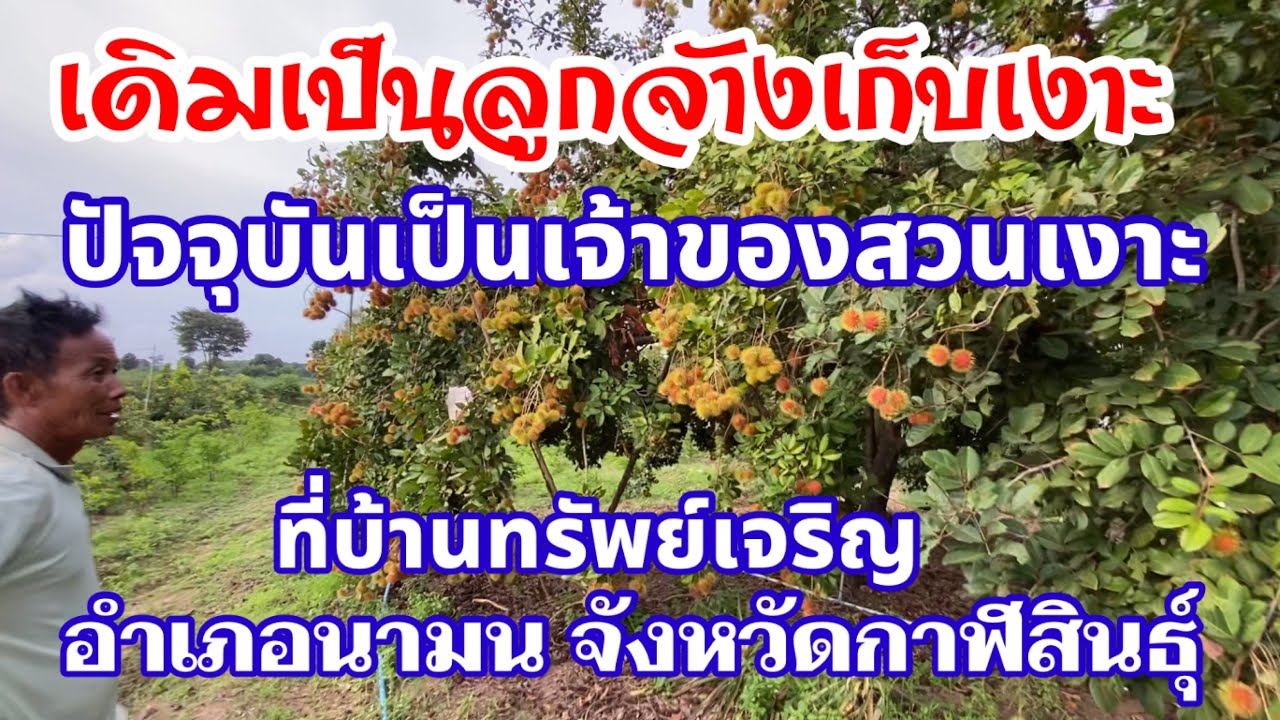เดิมเป็นพื้นที่ปลูกอ้อย แต่ปัจจุบันเป็นสวนเงาะพันธุ์โรงเรียนที่บ้านทรัพย์เจริญ อ.นามน จ.กาฬสินธุ์