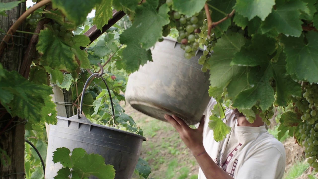 The Prosecco Hills of Conegliano and Valdobbiadene UNESCO World Heritage Site