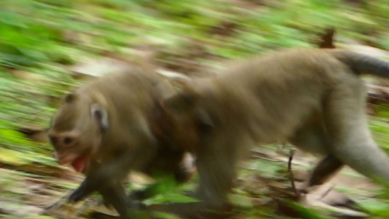 Janna got terrible attack by other monkey she cry loudly in painful run to mom Jane for help