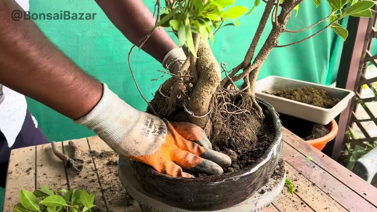 सिर्फ़ 10 मिनट में सीखे जंगल स्टाइल बोनसाई बनाना 😱 Forest Style Ficus Bonsai Making 👌 Step By Step