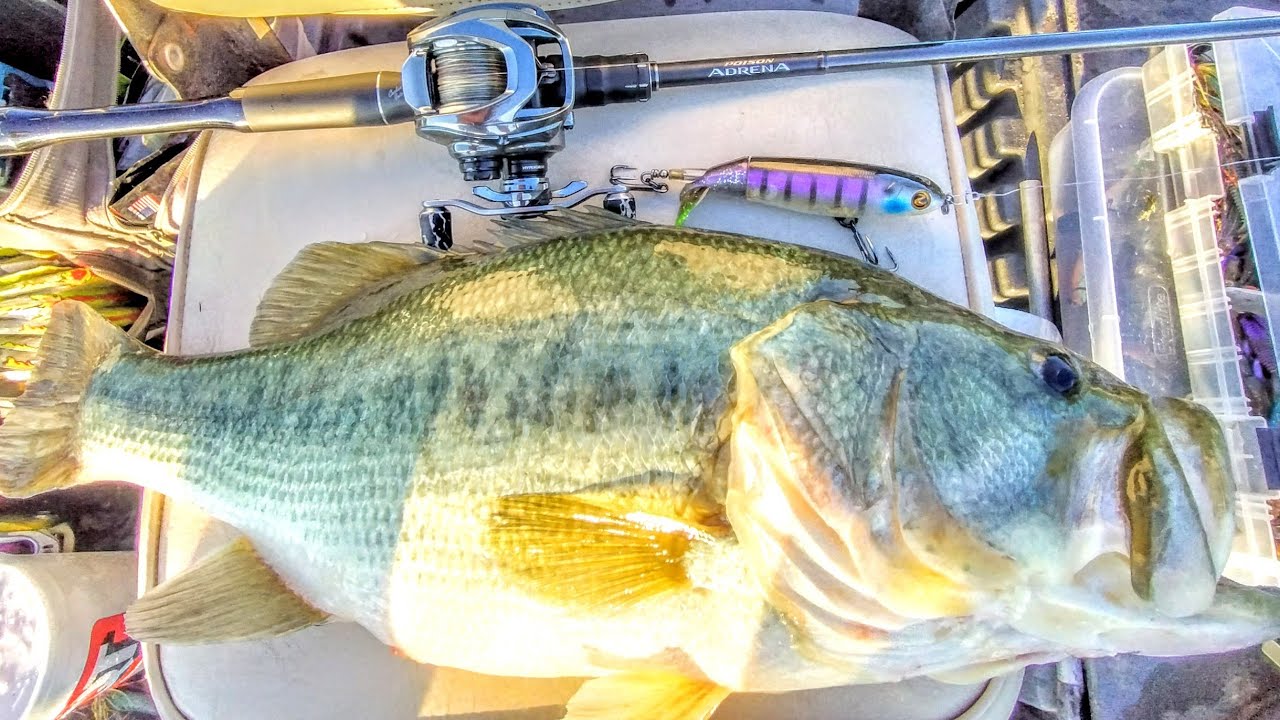 Daiwa Steez Limited SV TW Shallow Boost Spool Shimano Jackall Poison Adrena M+ Versatile Baitcasting