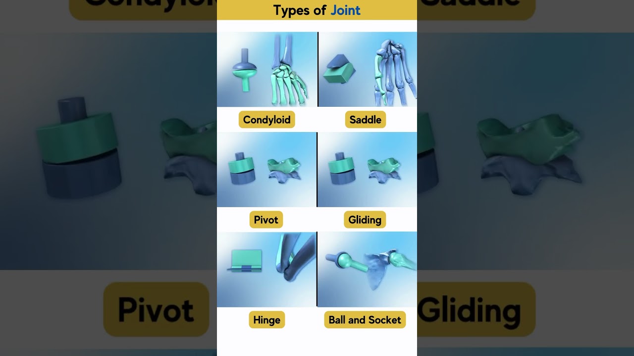 Types of Joints used in Bones 🦴 📌
