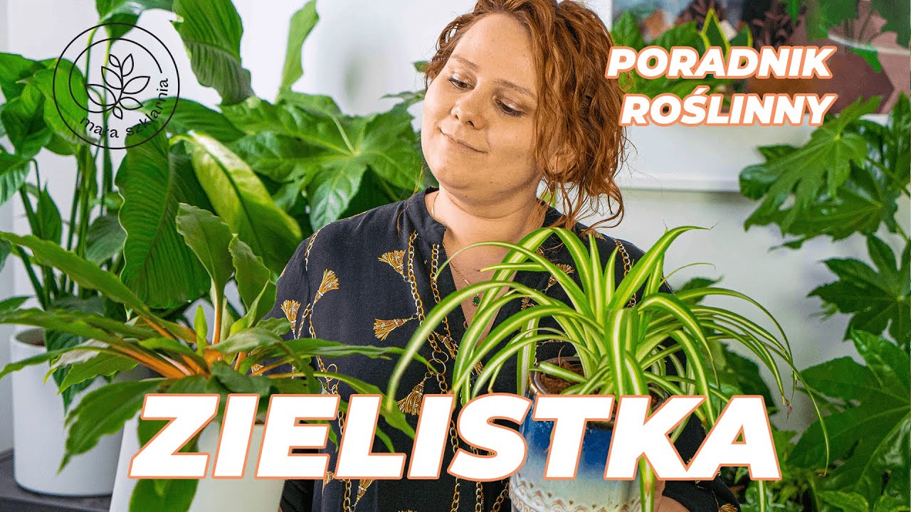 ZIELISTKA - jak pielęgnować zielistkę, czyli Chlorophytum? Poradnik roślinny