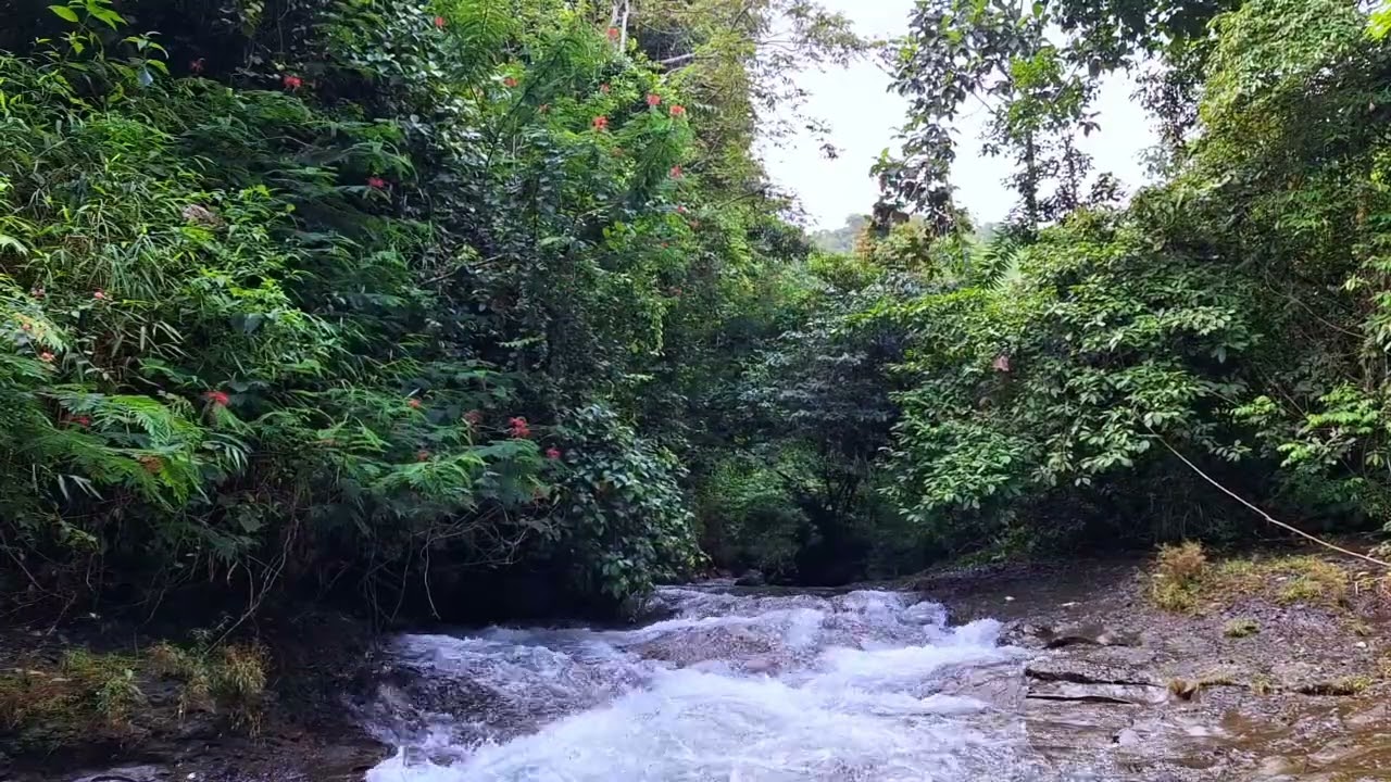 Calming Forest Ambience - River Flowing Chirping in Hidden Forest Ambience for Rest Medicine