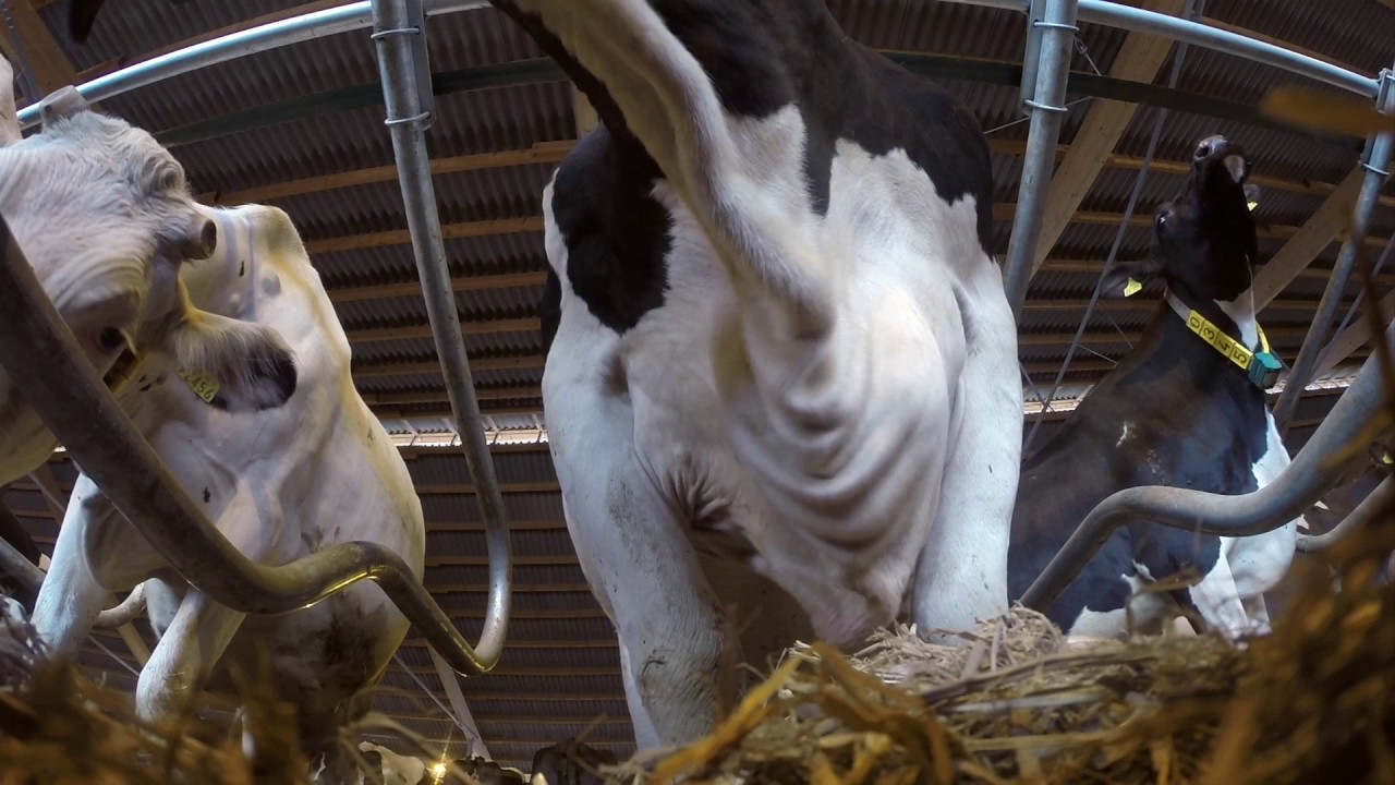 GEA Dairy Farming - GEA Barn Equipment: High-Tech for cow comfort
