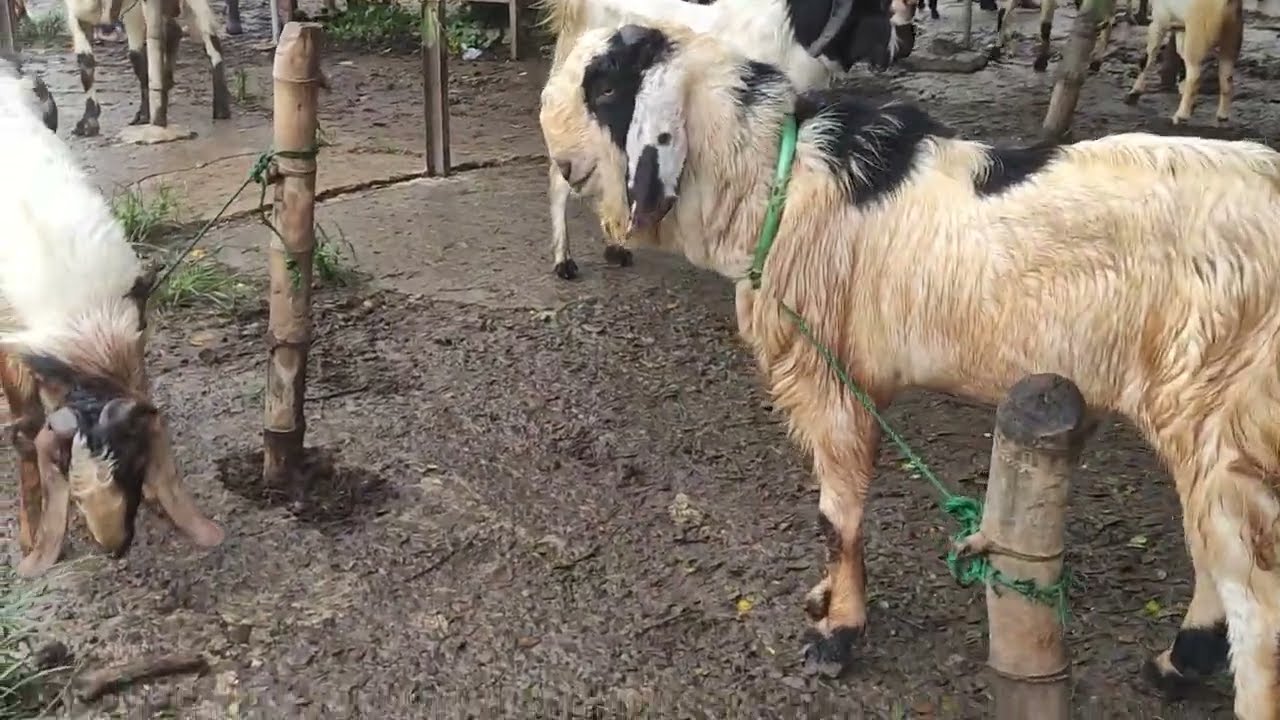 Update harga kambing di pasar pon ngulakan pati jum'at 16 januari 2026