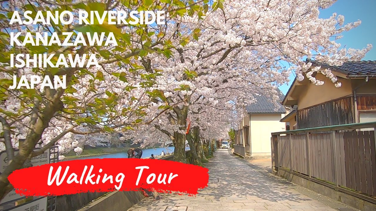 Japan Walking Tours | Asano Riverside in Kanazawa | Cherry blossom(Sakura)season
