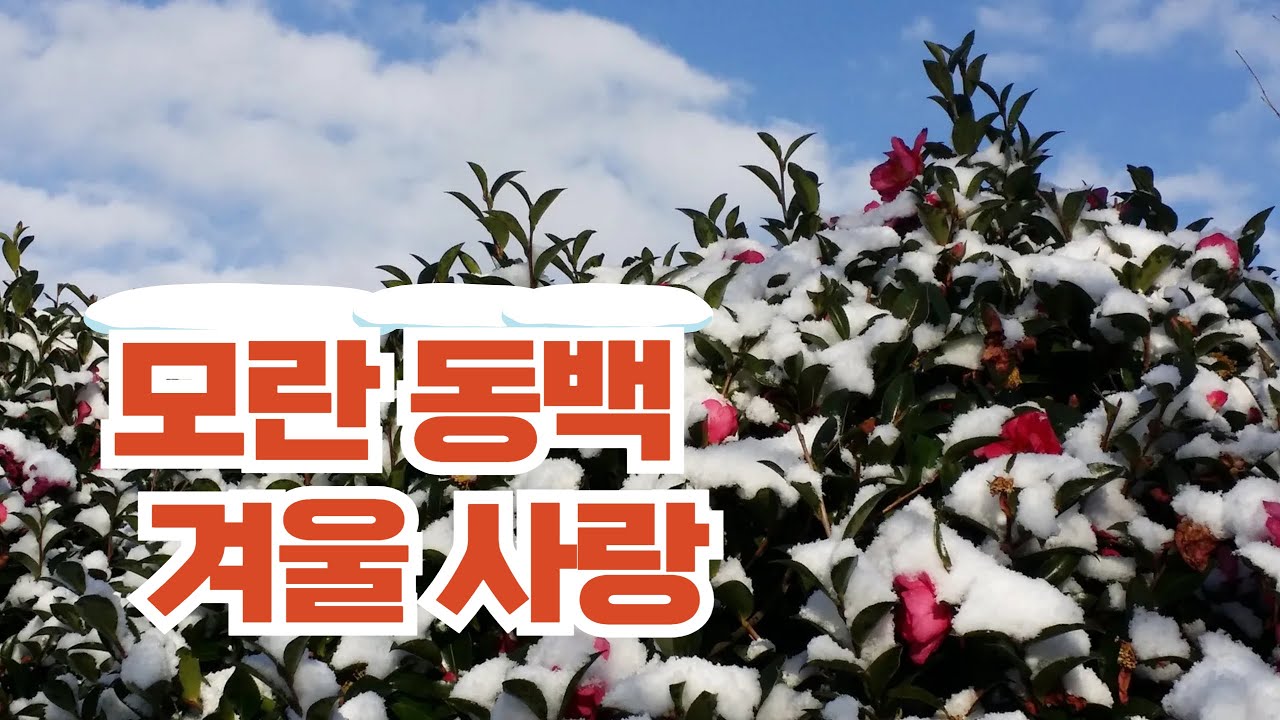 모임당 - 모란동백 겨울사랑