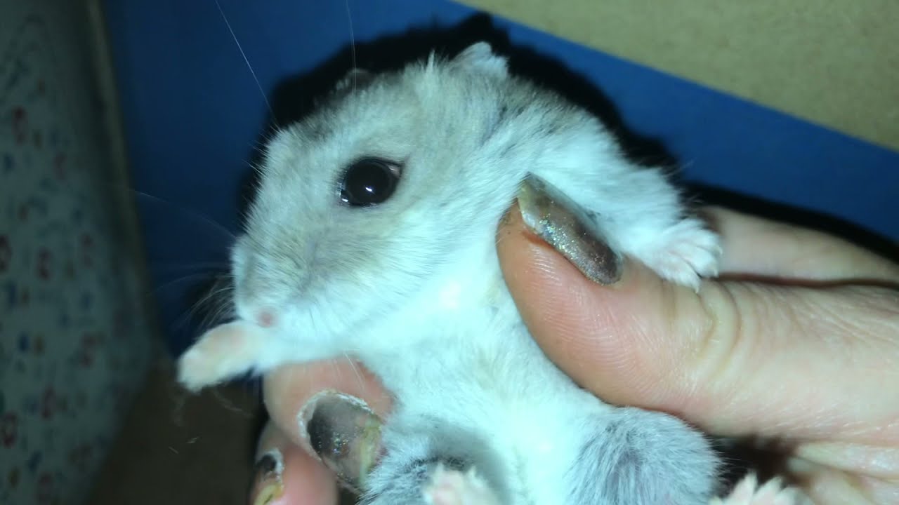 Hogyan szelídítsünk hörcsögöt?