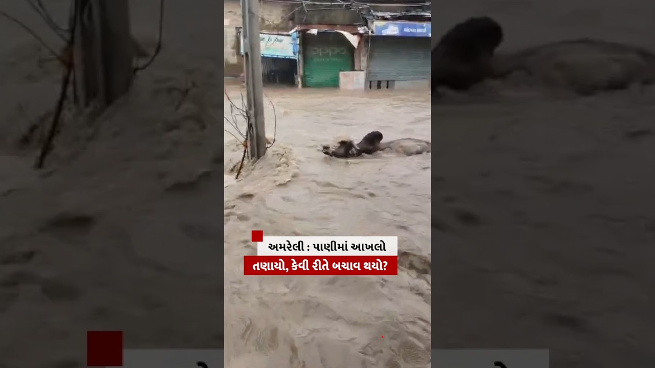 Gujarat Rain : વરસાદી પાણીમાં આખલો તણાયો, કેવી રીતે બચાવ થયો?