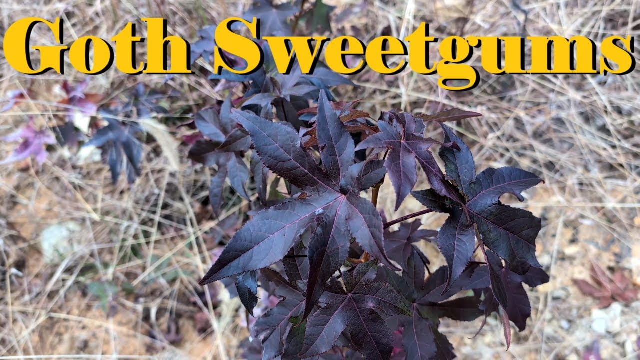 Goth Sweetgums and Anthropomorphizing the Pappus