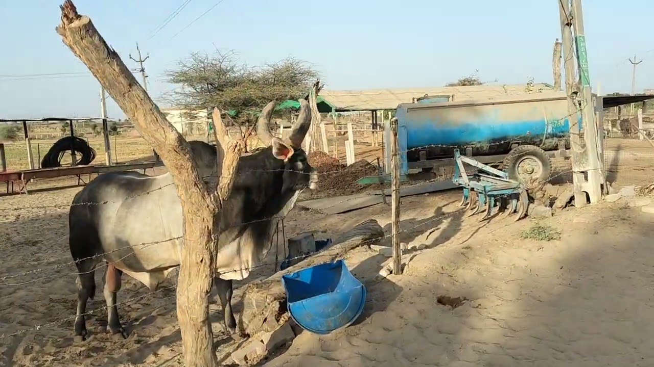 GAUMATA VIDEOS