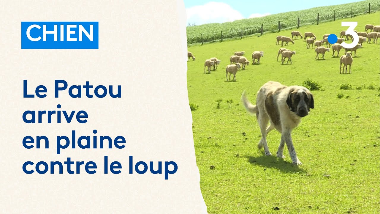 Le Patou débarque dans les plaines de Haute-Marne pour aider les éleveurs à lutter contre le loup
