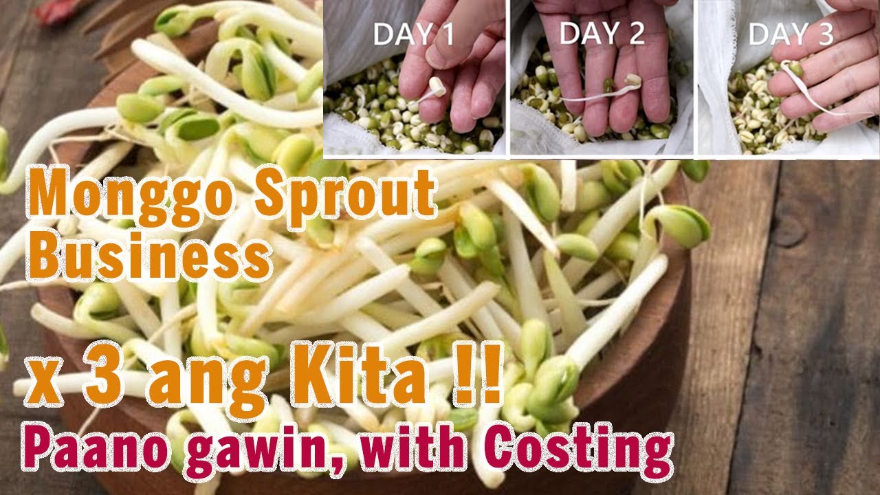 How To Grow Monggo Sprout at Home| Monggo Sprout Business
