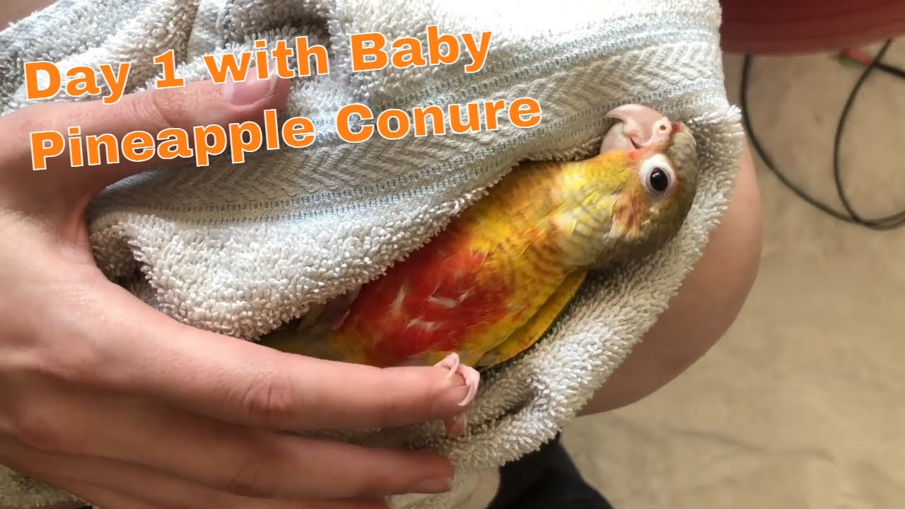 First Day Home with Baby Pineapple Conure
