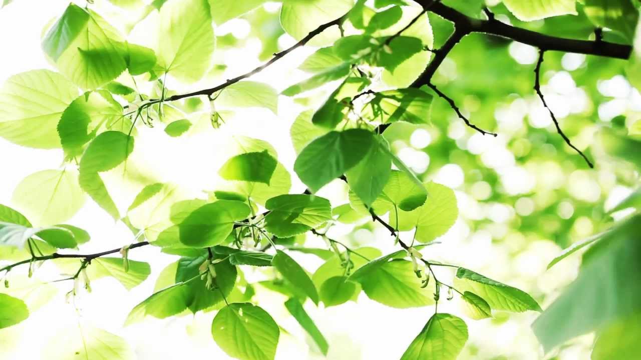 European Forests: Central to the World We Live in