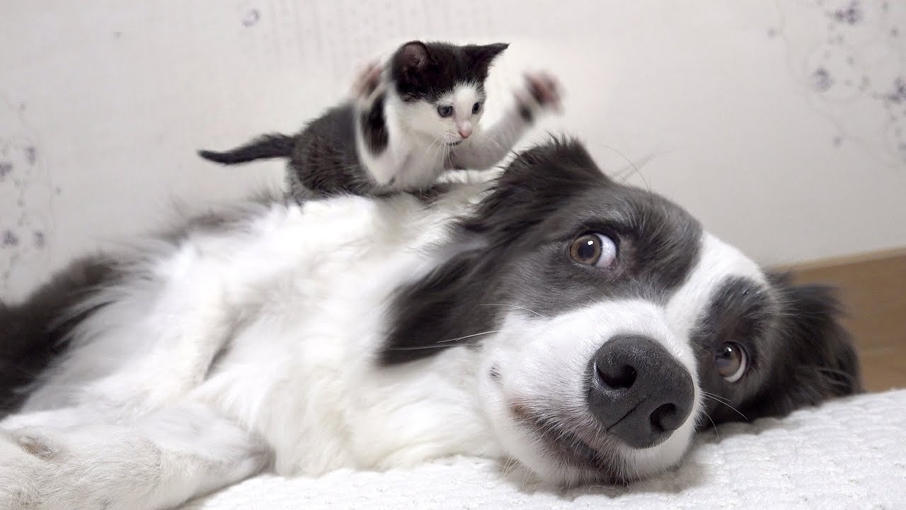 Tiny Rescued Kitten Grows Up Wrestling With His Big Dog Brother