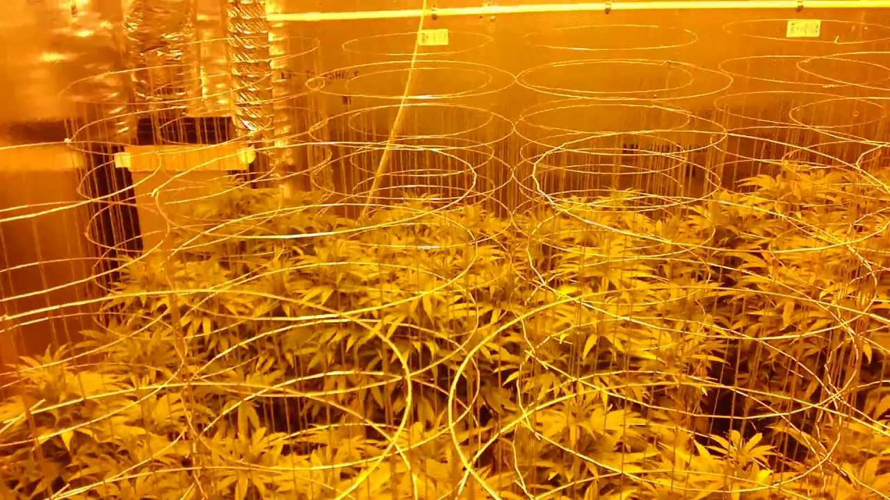 Welcome to GrowerMD and 4000W Flower Room B