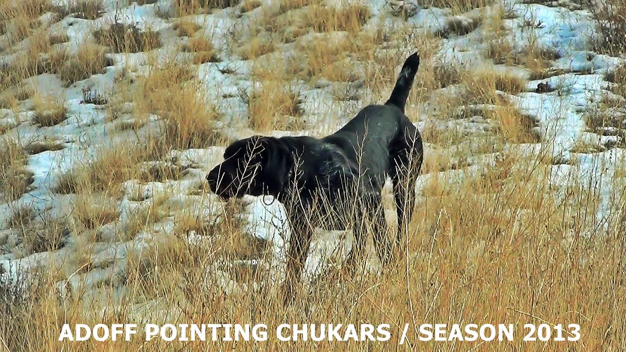 Deutsch Drahthaar Adoff Pointing Chukars 2013