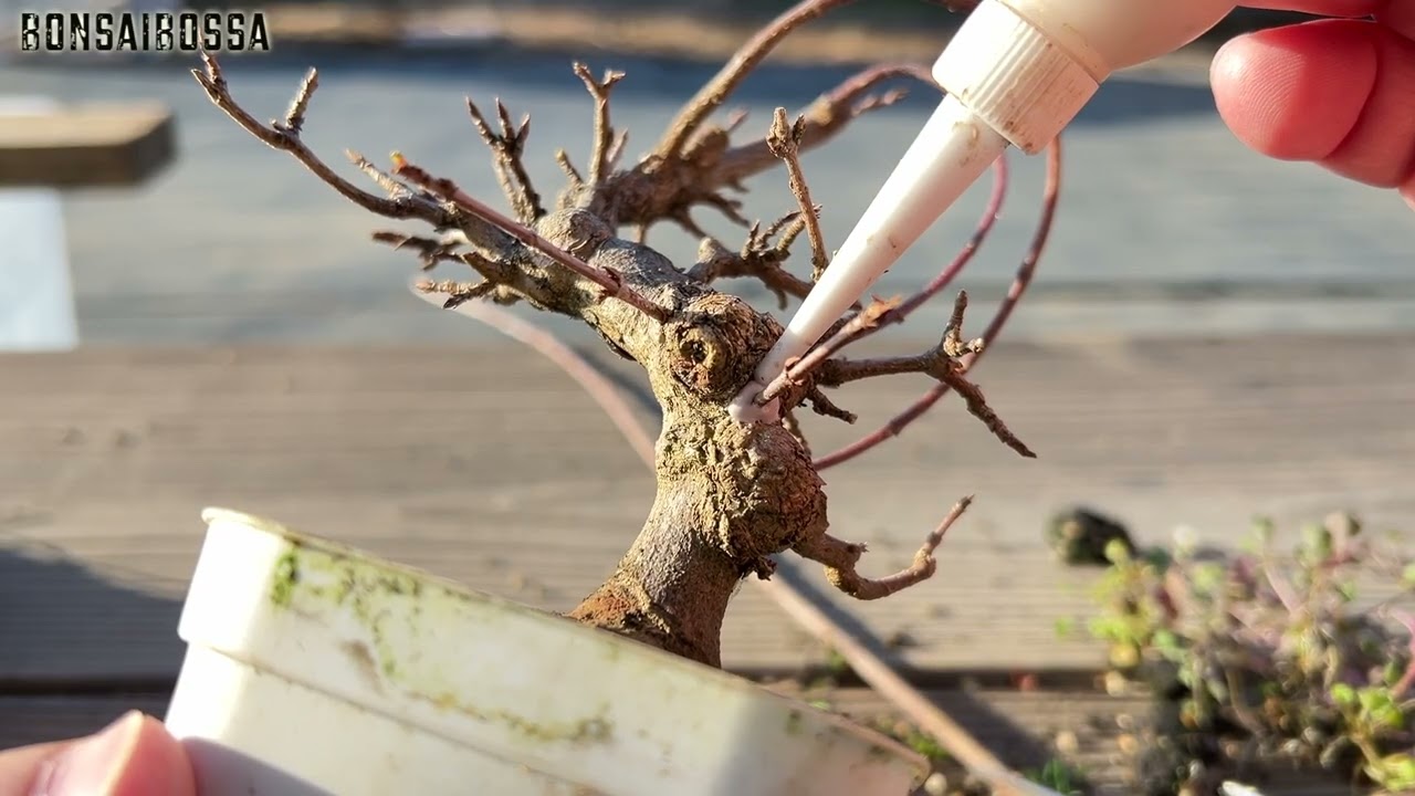 【KED12】足元だけはすごい #盆栽 #bonsai