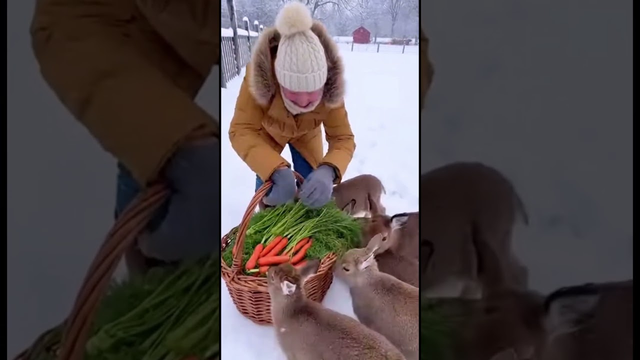 Каждую зиму дикие животные ждут ее еды ❤️❄️ 