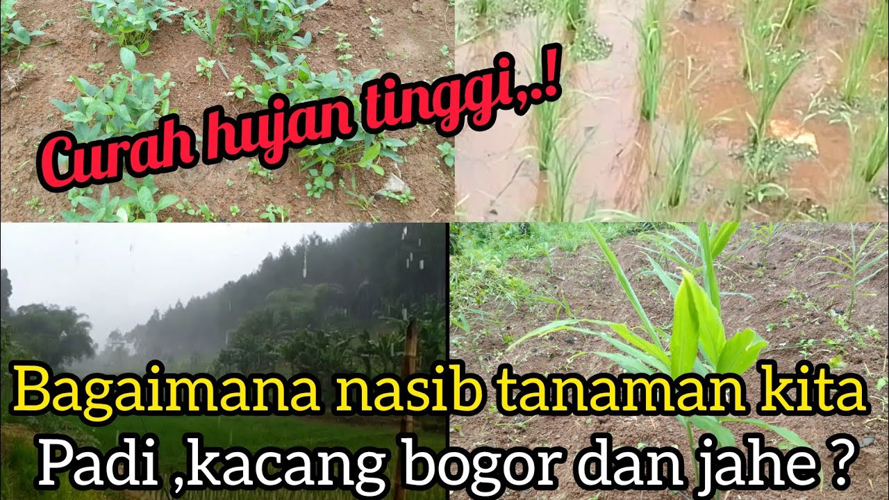 Dampak curah hujan tinggi, tanaman padi, kacang Bogor,dan jahe terancam gagal panen 