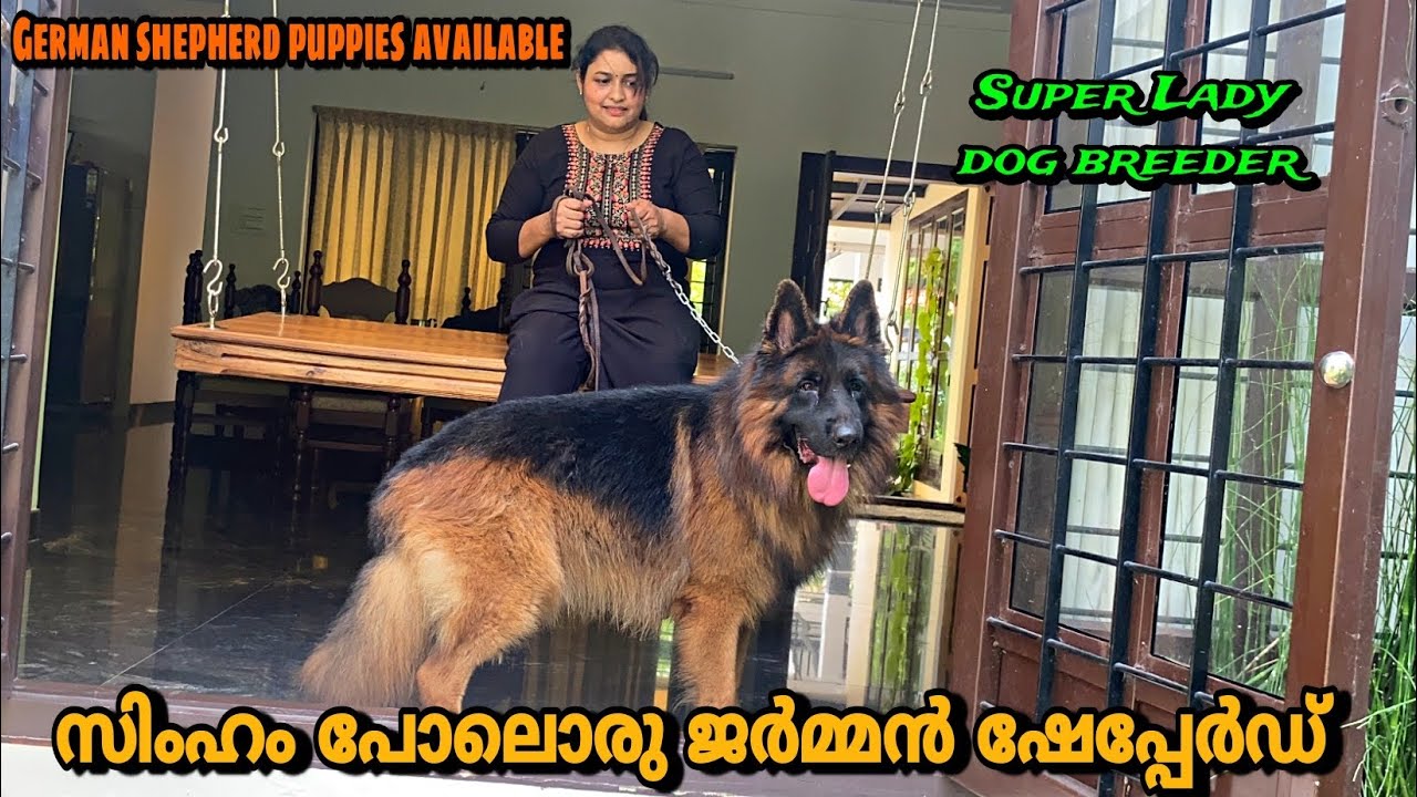 ഇത് എത്ര രൂപയുടെ മൊതല് ആണെന്ന് അറിയുമോ! ?😱|Lady Dog breeder| Wayanad #germanshepherd