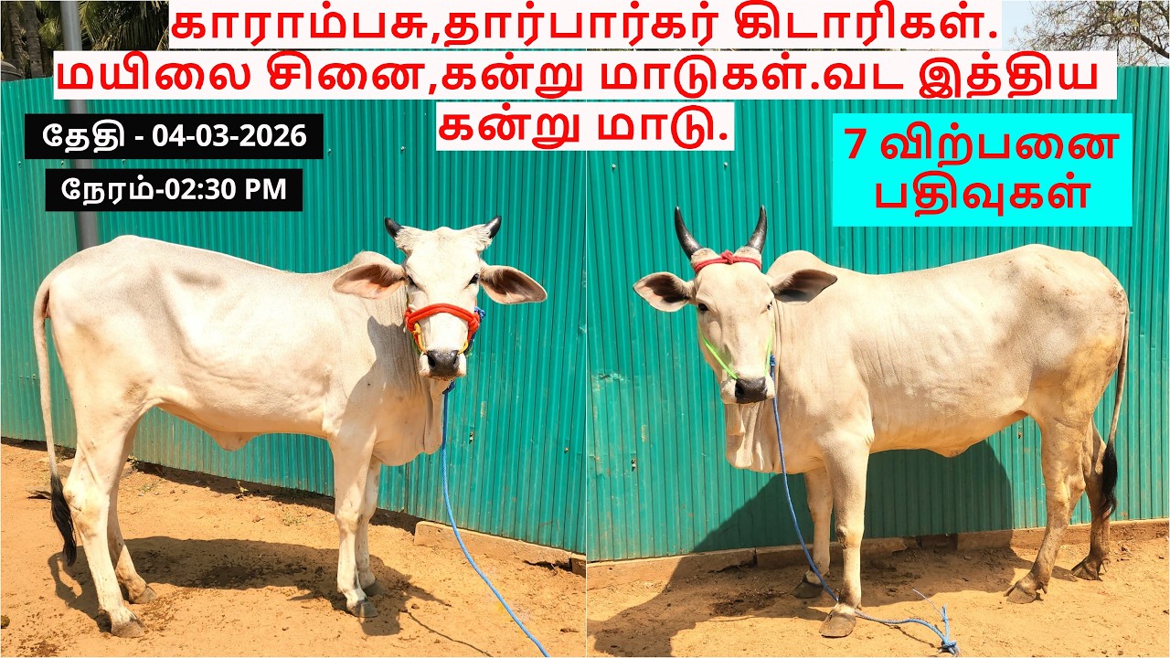 7-விற்பனை பதிவுகள்.காராம்பசு,தார்பார்கர் கிடாரிகள்.மயிலை சினை,கன்று மாடுகள்.வட இத்திய கன்று மாடு.