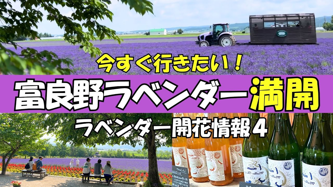 【富良野観光物語】vol.281≪富良野ラベンダー開花情報４≫ラベンダー満開 今すぐ行きたい！夏のおすすめ旅 #富良野 #北海道 #ファーム富田