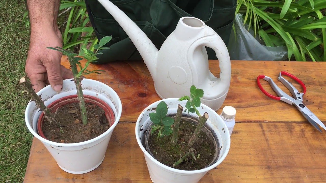 Como saber plantar rosas por estaquia (usando galhos).