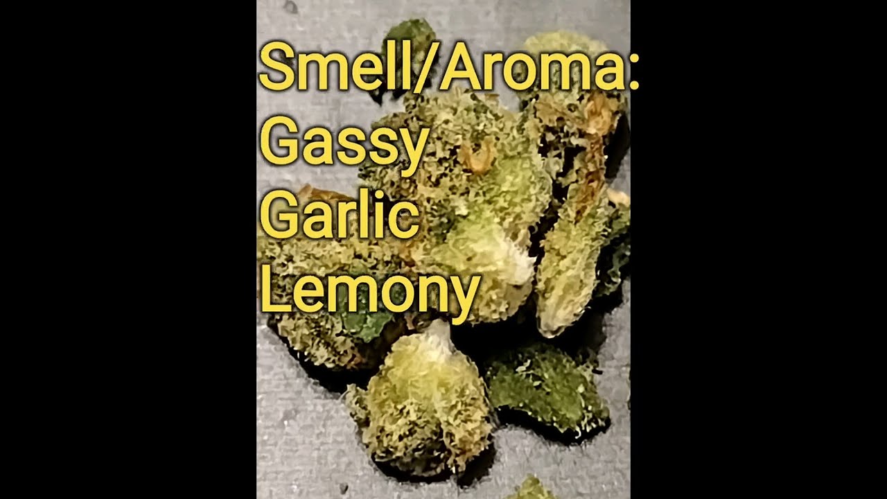 GMO JUNGLE Cake (IH) Strain Review-Budpedia