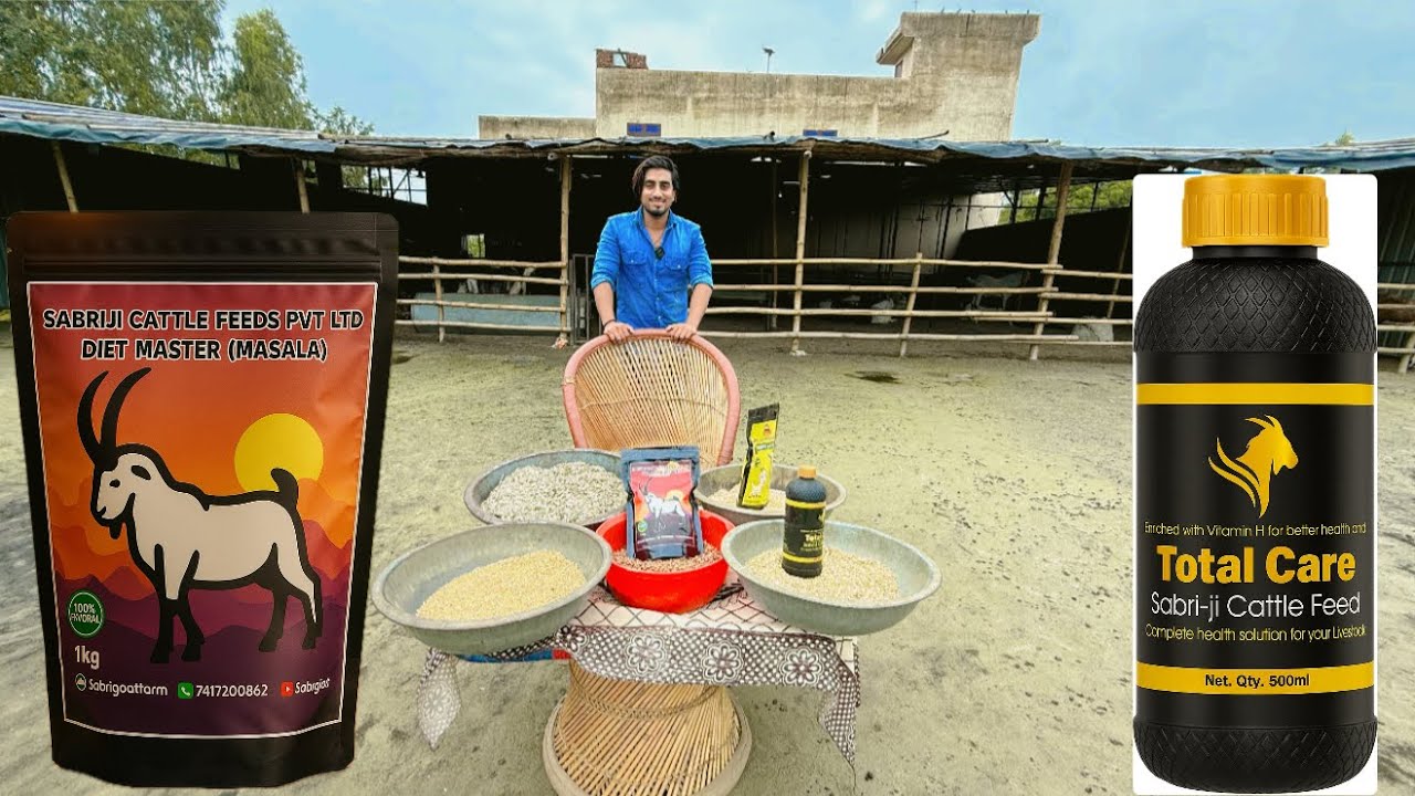“Healthy Aur Heavy Bakra Ka Secret – Sabrigoatfarm Ki Diet Plan!”