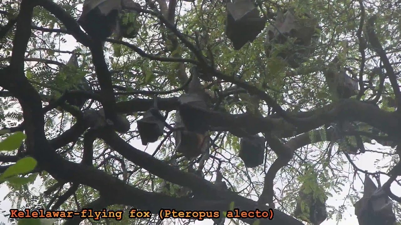 Kelelawar Pohon  -  Flying Fox (Pteropus alecto)