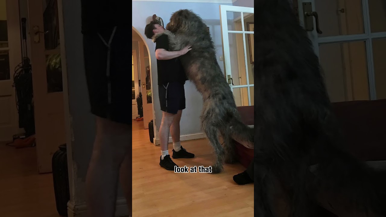 Уиллоу Джастис, адвокат в Paw #юрист #ирландскийволкхаунд #щенок