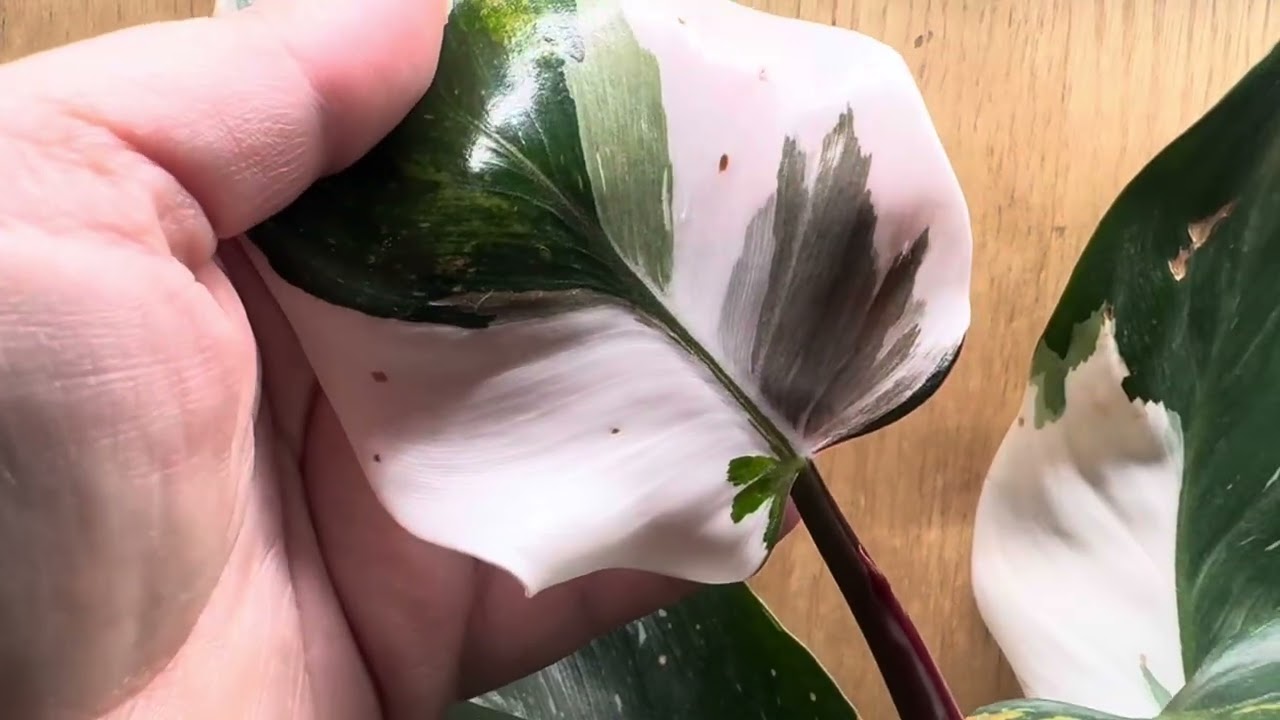 White Knight, White Knight Tricolor, or Red Anderson Philodendron? 