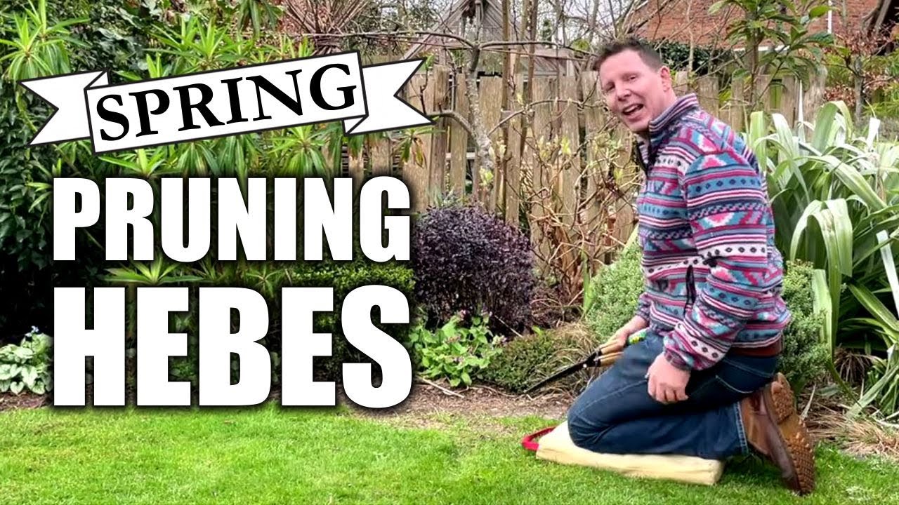 Spring Pruning Hebes