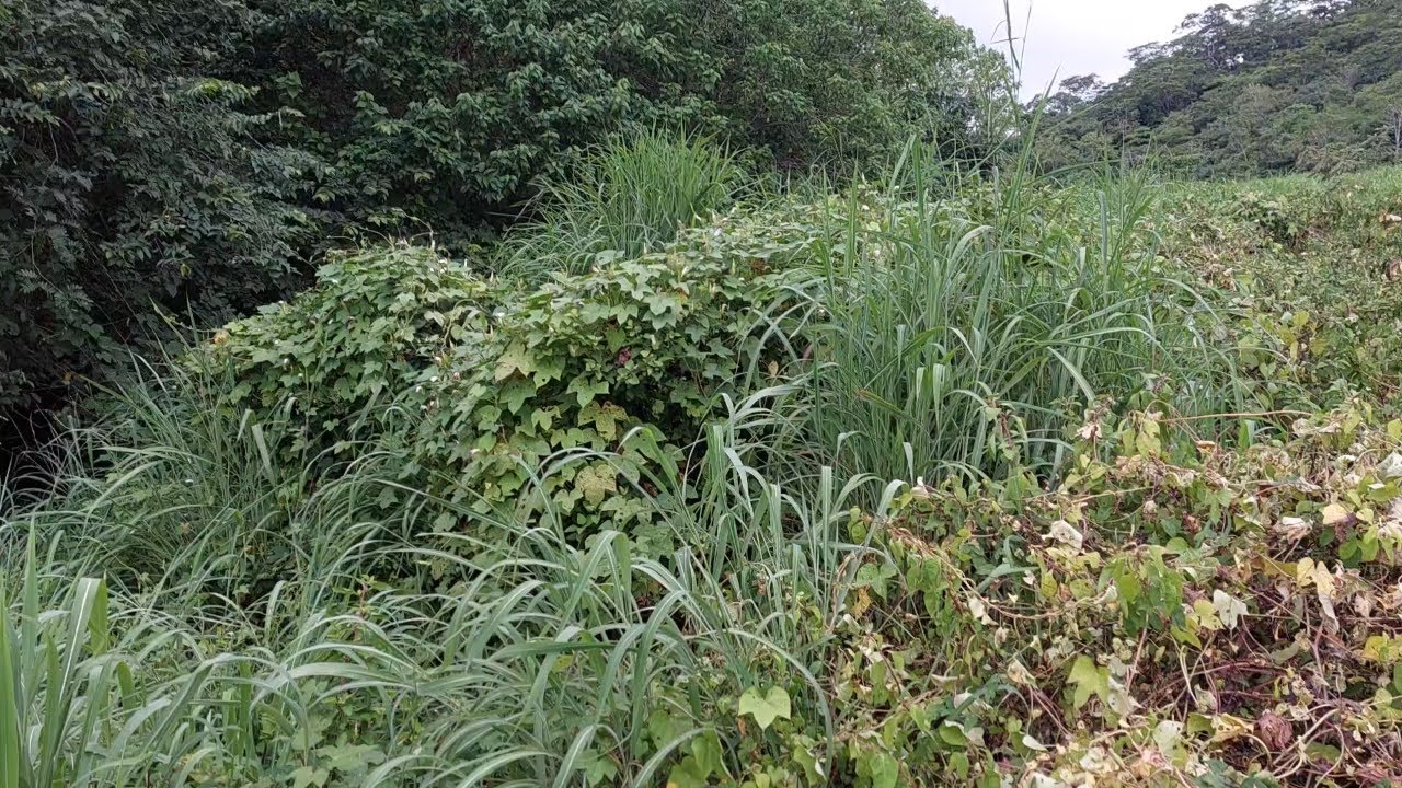 Invasión de maleza en uno de nuestros potreros | Soy Francisco Vargas