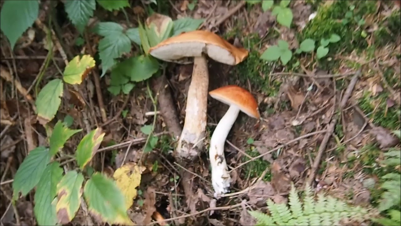 Poznajemy grzyby - koźlarz czerwony -  Leccinum aurantiacum