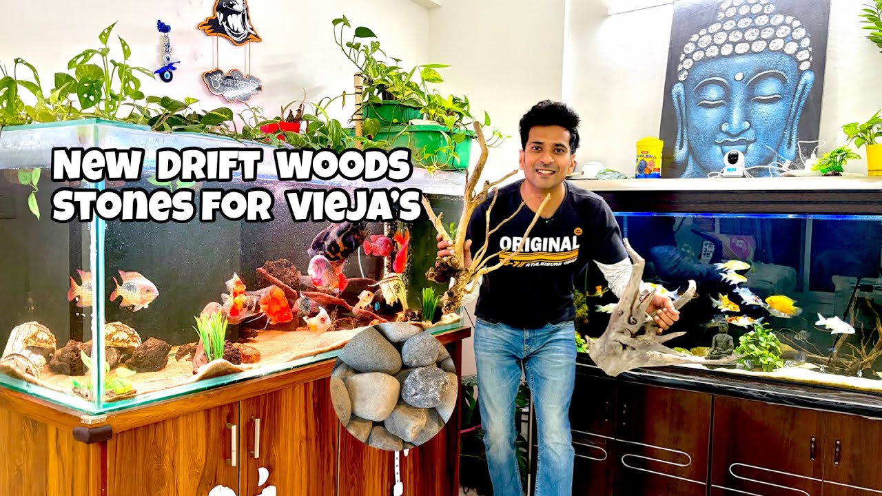 5FT Tank Setup for My Rare Vieja Collection 🔥 Full Fish Room Tour + Koi Pond Update