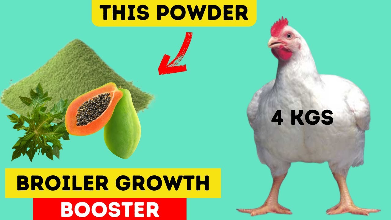 This Secret Broiler-Growth Formula You’ve NEVER Heard Of! (Papaya Leaf Meal)