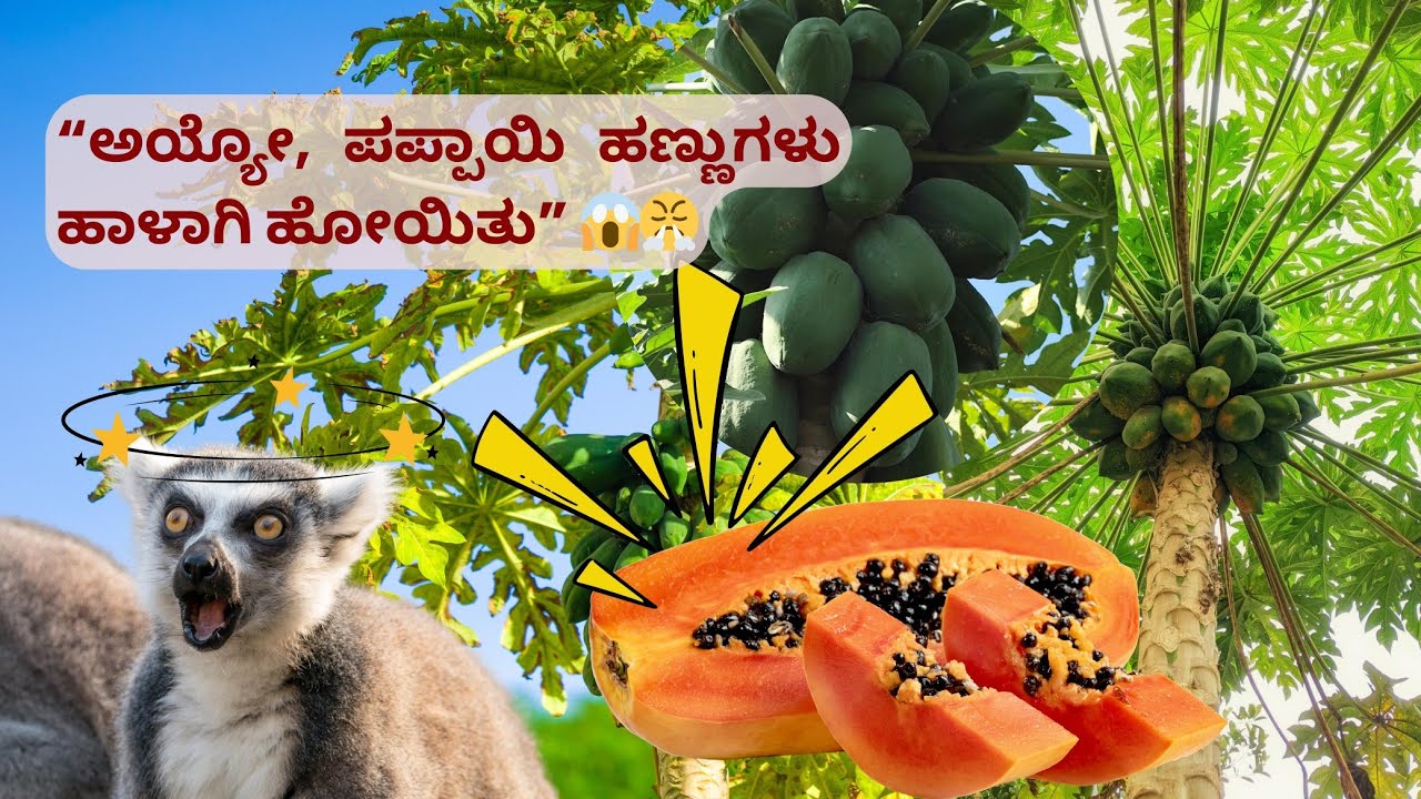 Papaya mara kelage bedidhe 😱🥺