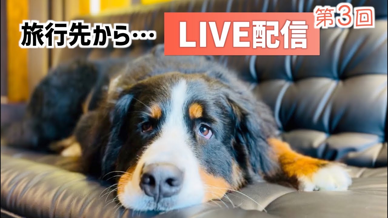大好きなお宿『蜉蝣の月』の客室からライブ配信！